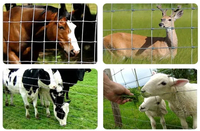 Wire Fence Cattle Horse. Sheep Fencing for Farm Fences