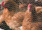 Hexagonal Wire Mesh Fence Chicken Mesh
