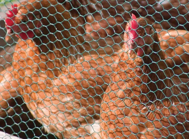 Hexagonal Wire Mesh Fence Chicken Mesh