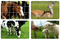 Hexagonal Wire Mesh Fence Chicken Mesh